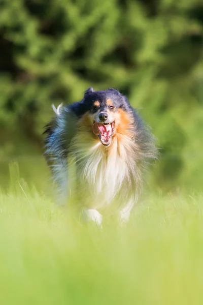 Kolie pes běží na louce — Stock fotografie