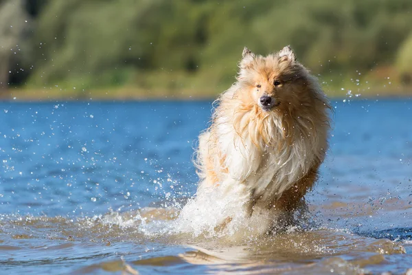 Collie hund körs vid en sjö — Stockfoto