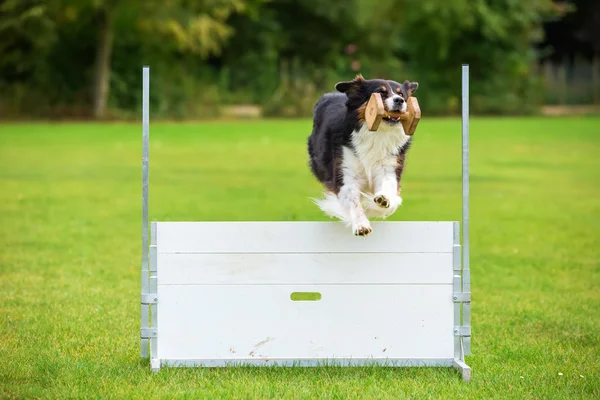 Cão com um brinquedo pula sobre um obstáculo — Fotografia de Stock