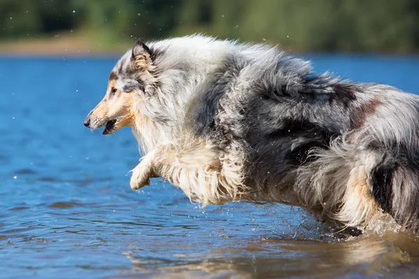 Hund hoppar i vattnet — Stockfoto