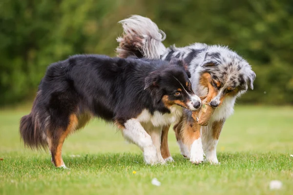 Dos perros peleando por una bolsa de comida — Foto de Stock