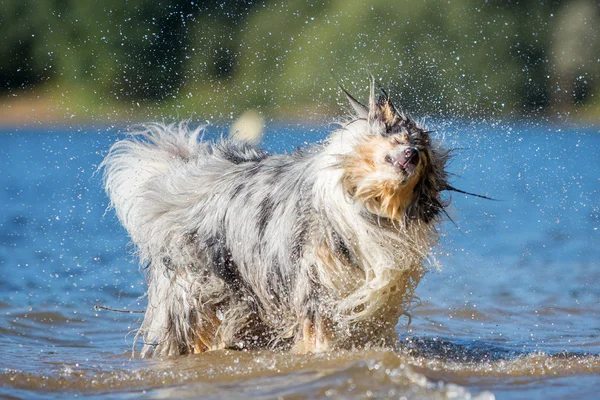 Collie dog shakes the fur at the lake — Stock Photo, Image