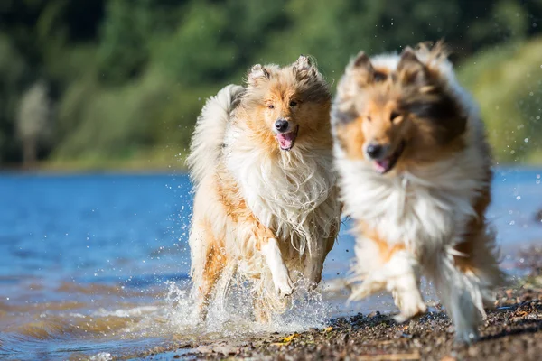 Collie hunde løber ved en sø - Stock-foto