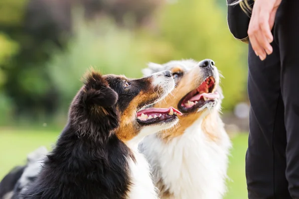 Två hundar väntar en behandla — Stockfoto