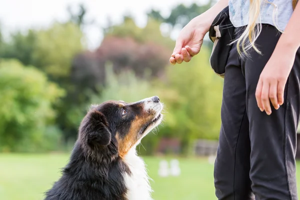 Chica da a un perro un regalo — Foto de Stock