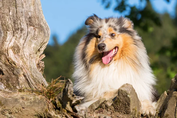 Portret psa Collie — Zdjęcie stockowe