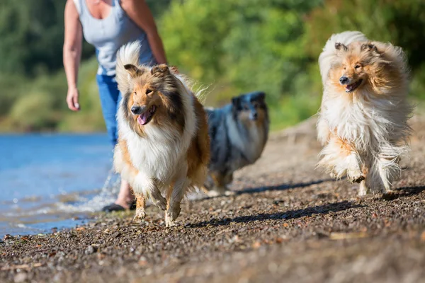 Dog runs after a thrown toy — Stock Photo, Image