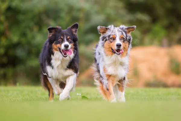 สองสุนัขวิ่งบนทุ่งหญ้า — ภาพถ่ายสต็อก