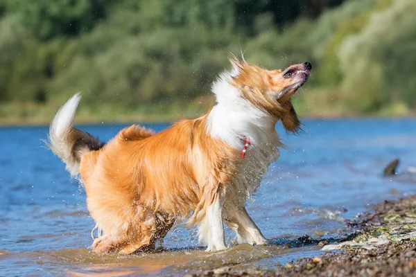 Collie hond schudt de vacht aan het meer — Stockfoto