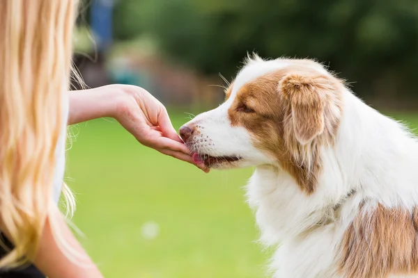 Flicka ger en hund en behandla — Stockfoto