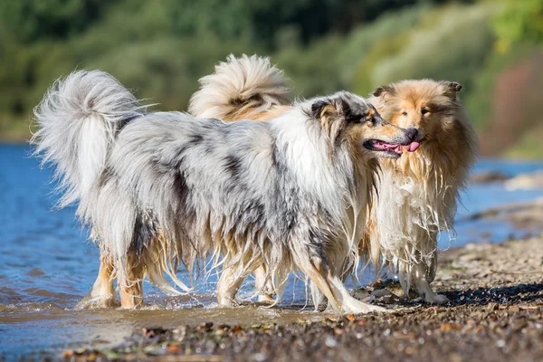 Collie-Hunde am See — Stockfoto
