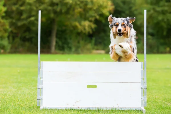 Hond met een speeltje springt over een obstakel — Stockfoto