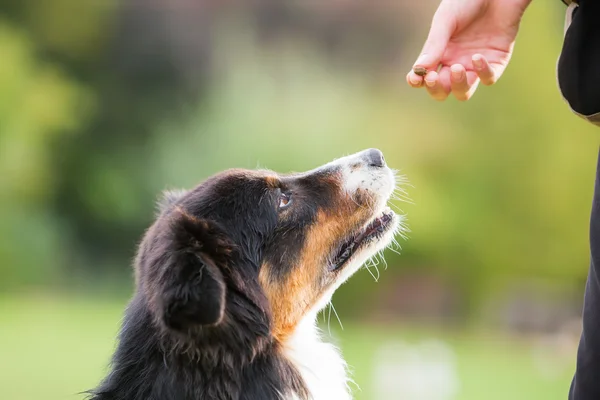 Flicka ger en hund en behandla — Stockfoto