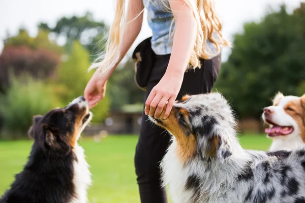 Menina dá dois cães um deleite — Fotografia de Stock