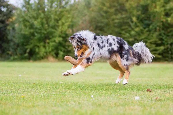 Dog runs and jumps for a food bag — Stock Photo, Image