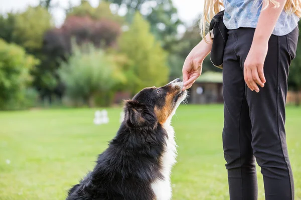 Menina dá um cão um deleite — Fotografia de Stock