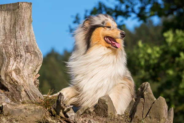 Porträtt av en Collie hund — Stockfoto