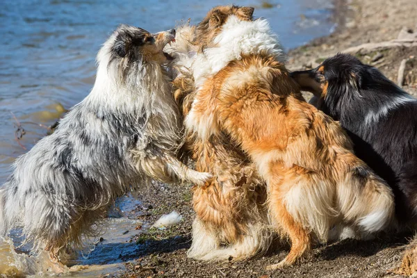Cães lutando na fronteira de um lago — Fotografia de Stock