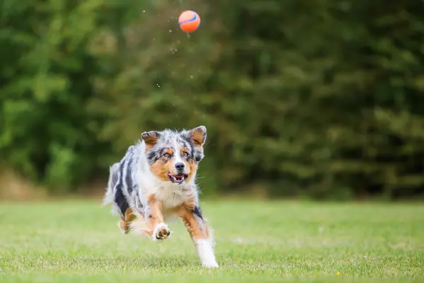 Собака бегает и прыгает за мячом — стоковое фото