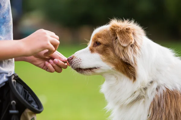 Flicka ger en hund en behandla — Stockfoto