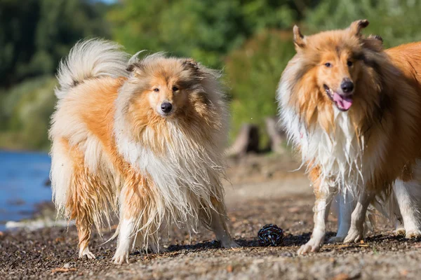 Collie hundar vid sjön — Stockfoto