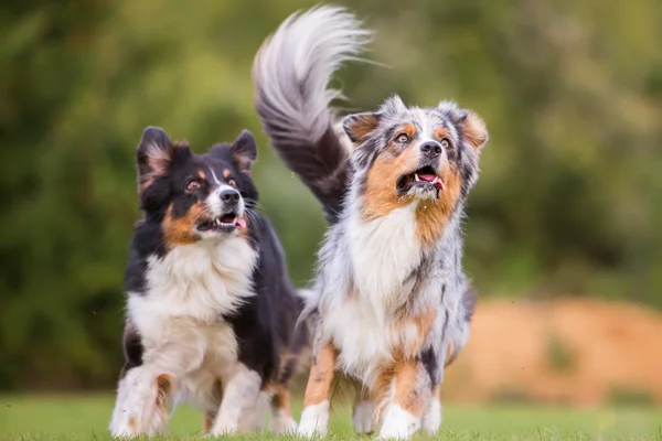 Due cani che corrono sul prato — Foto Stock