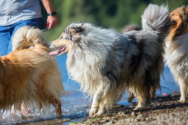 Collie anjing di danau — Stok Foto