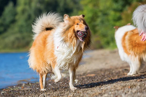 Kolie pes u jezera — Stock fotografie