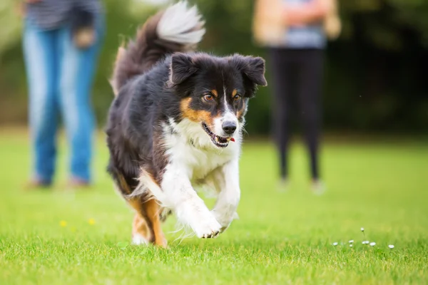 澳大利亚牧羊犬在草地上运行 — 图库照片