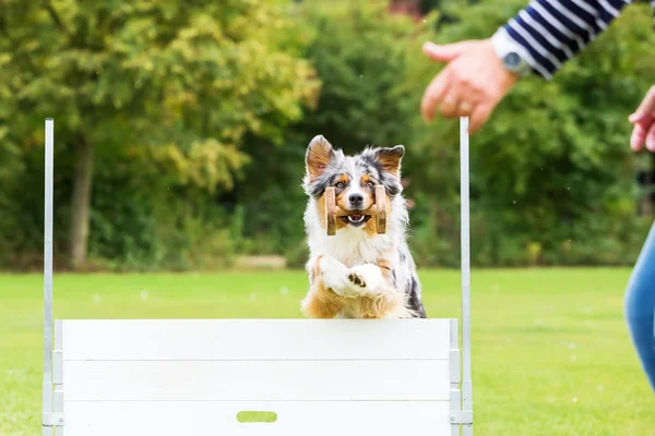 Perro con un juguete salta sobre un obstáculo —  Fotos de Stock
