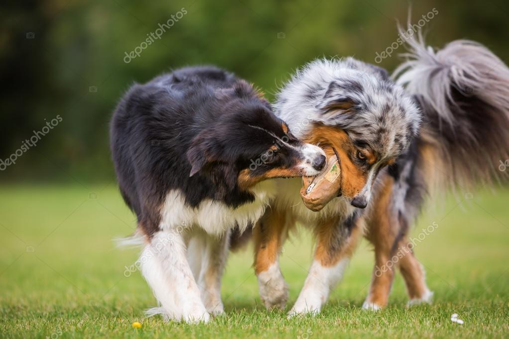 Dövüş Köpekleri