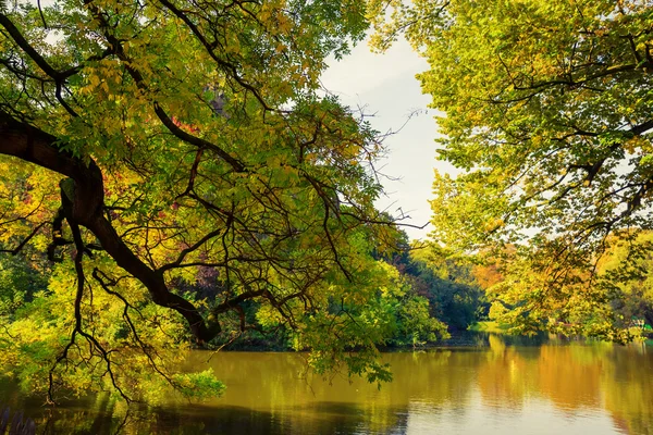 Парковая сцена с цветами осени — стоковое фото