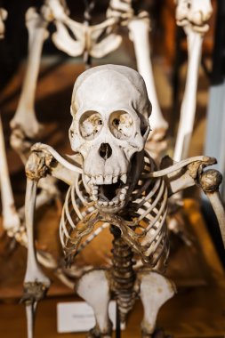 Paleontoloji Galeri ve Paris karşılaştırmalı anatomi hayvanların iskeletleri
