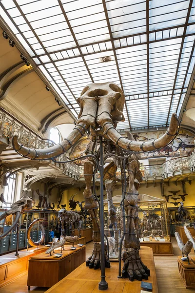 在画廊的古生物学和在巴黎的比较解剖动物骨骼 — 图库照片