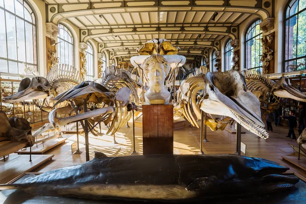 Skeletons of animals in the Gallery of Palaeontology and Comparative Anatomy in Paris — Stock Photo, Image