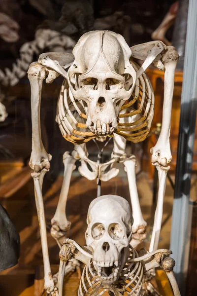 Скелеты животных в галерее палеонтологии и сравнительной анатомии в Париже — стоковое фото