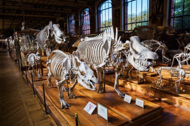 Paleontoloji Galeri ve Paris karşılaştırmalı anatomi hayvanların iskeletleri
