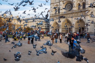 Güvercinler ve turistler önünde Notre Dame de Paris