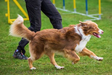 köpek ve kadın bir çeviklik sahada