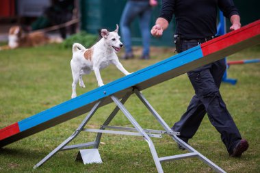 çeviklik eğitim bir terrier ile