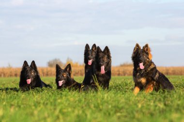 Eski Alman çoban köpek sürüsü