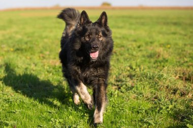 Çayır üzerinde eski Alman çoban köpek