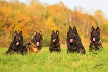Eski Alman çoban köpek sürüsü