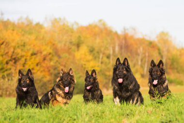 Eski Alman çoban köpek sürüsü