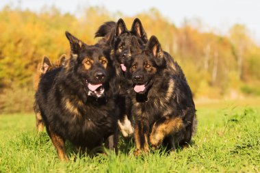 Eski Alman çoban köpek sürüsü