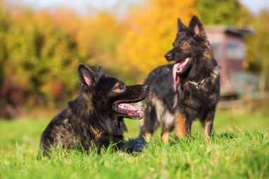 çayır üzerinde iki Alman çoban köpek