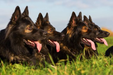 bir sırada oturan köpek sürüsü