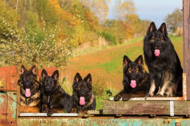 bir römork üzerinde oturan köpek sürüsü