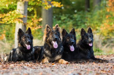 sonbahar ormanda köpek sürüsü