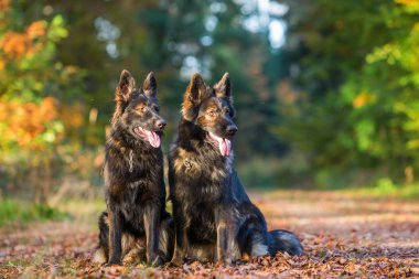 birlikte ormanda oturan iki köpek